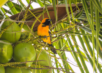 Obraz premium Male Hooded Oriole sits in a Mexican coconut palm tree and looks back over its' shoulder.