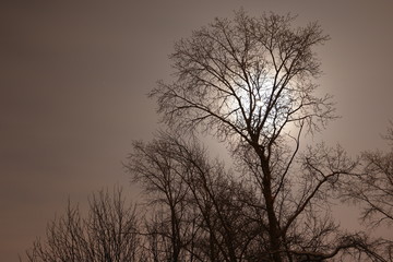 Темный силуэт дерева на фоне луны ночью
