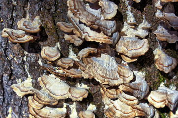 Mushrooms growing on the side of a tree