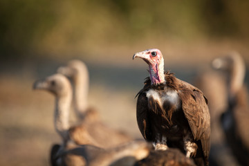 Vulture
