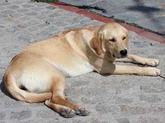 Naklejka na ściany i meble liegender Hund auf der Straße