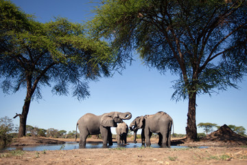 Plakat Elephant in the bushveld