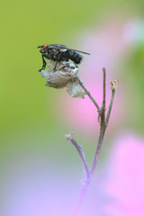 fly sits on a dry branch with a pink background