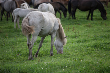 Obraz na płótnie Canvas 白馬のいる馬牧場