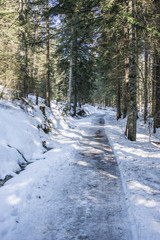 Winterwald