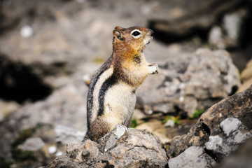 Naklejka na ściany i meble Golden-mantled Ground Squirrel ( Callospermophilus lateralis)