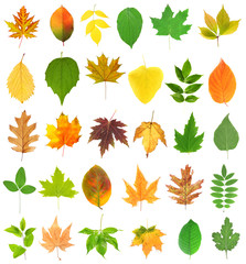 Different colorful leaves, isolated on white