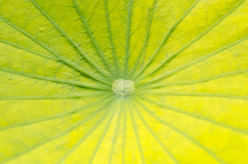 Textured leaf of lotus