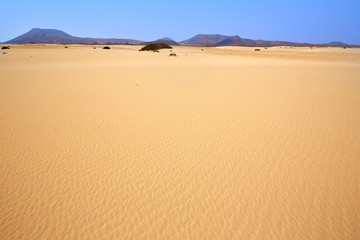 Corralejo dunes Fuerteventura island desert