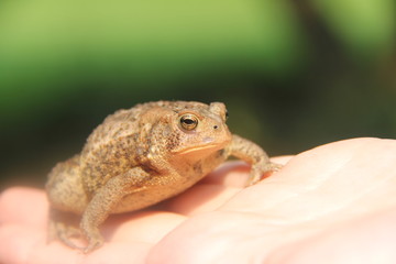 Sitting Toad
