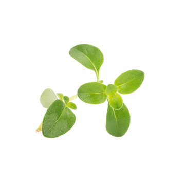 thyme plant on white background