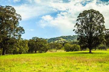 Fototapeta na wymiar View of Pastureland in Upper Hunter Valley, NSW, Australia