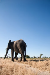 Fototapeta na wymiar Elephants in the bush