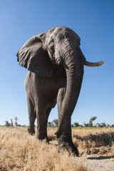 Fototapeta premium Elephants in the bush