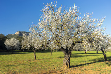 blossoming almond tree