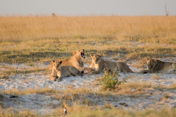 lioness in veld