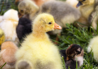 Gosling on a poultry farm