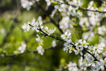 Cherry blossoms close up spring