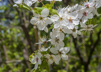 Cherry blossoms close up