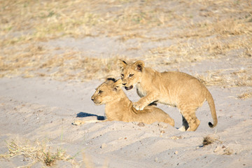lion cubs