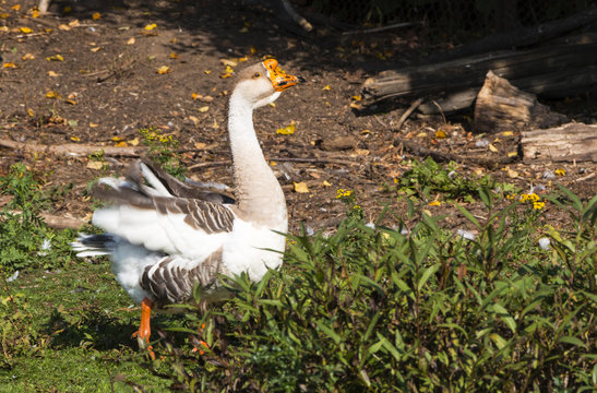 Goose in green grass