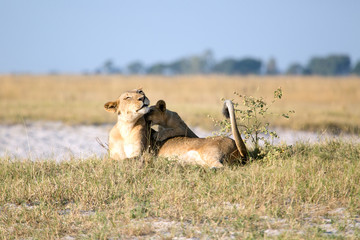 Lioness and cub