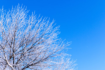 Winter Frosted Tree and Blue Sky