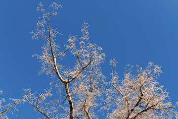 Winter Frosted Tree and Blue Sky