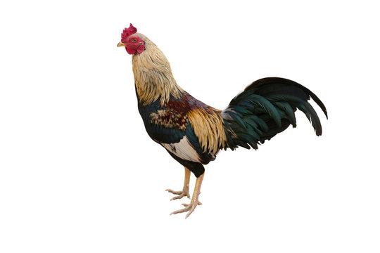 Thai fighting cock isolated on white background; clipping path