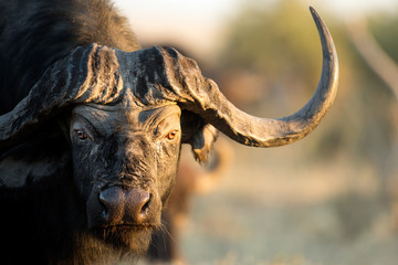 Büffel in Bushveld