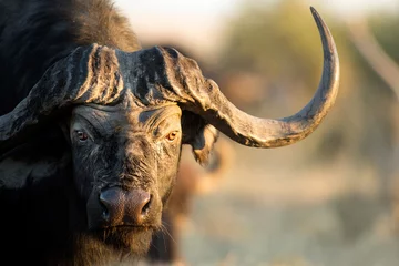 Vlies Fototapete Tieren Büffel in Bushveld