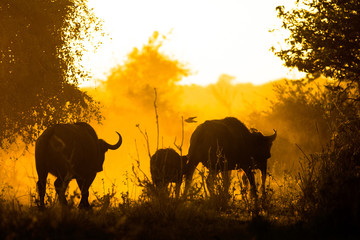 Buffalo in Bushveld