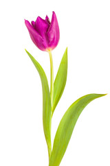 pink tulip flower full-length on a stem