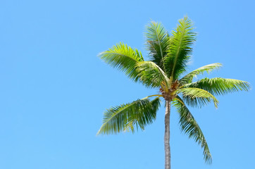 Obraz na płótnie Canvas Coconut tree.