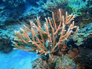 Fototapeta na wymiar Stone coral, Island Bali