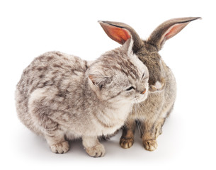 Сat and  rabbit.