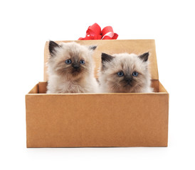 Kittens in gift box.