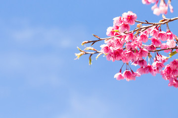 cherry blossom, Chiang Mai, Thailand