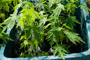 water the papaya tree