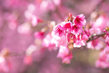 cherry blossom, Chiang Mai, Thailand