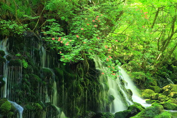 Obraz premium 秋田県 夏の元滝伏流水