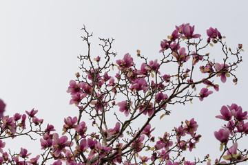 Blooming Japanese Magnolia (Magnolia Ã— soulangeana) tree branches with white background