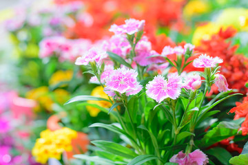  Dianthus chinensis flower