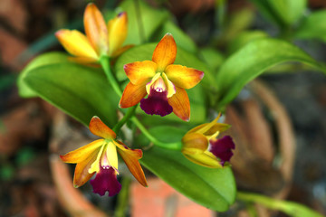 Fototapeta na wymiar Mini orange orchid flowers.