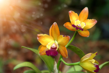Mini orange orchid flowers.