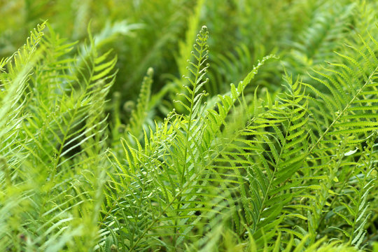 green fern growing in forest
