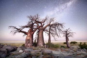 Fototapeten Baobab auf der Insel Kubu © 2630ben