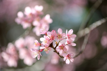 spring sakura pink flower in close up