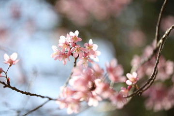 spring sakura pink flower in close up