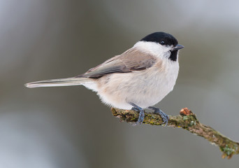 Fototapeta premium Marsh tit (Poecile palustris)